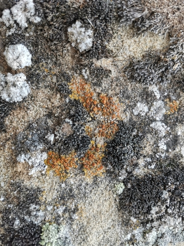 krásnica (Caloplaca)