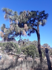 Pinus yecorensis