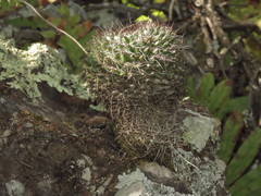 Mammillaria karwinskiana