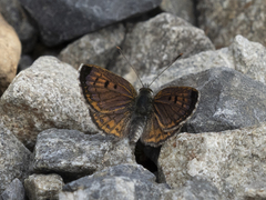 Lycaena tama
