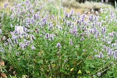 Agastache occidentalis