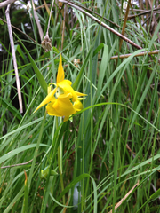 Calochortus amabilis
