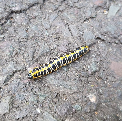 Mora šalátová (Cucullia lactucae)