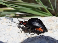 Lytta sublaevis