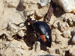 Lytta sublaevis