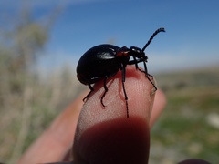 Lytta sublaevis