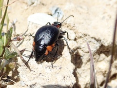 Lytta sublaevis