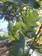Quercus albocincta