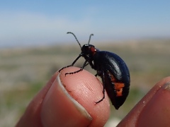 Lytta sublaevis