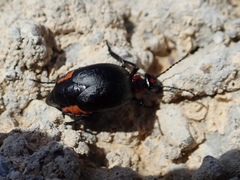 Lytta sublaevis