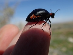 Lytta sublaevis