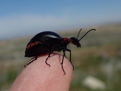 Lytta sublaevis