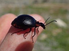 Lytta sublaevis
