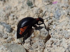 Lytta sublaevis