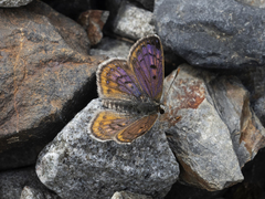 Lycaena tama