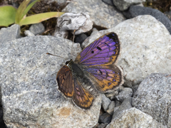 Lycaena tama