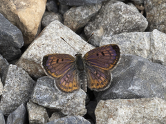 Lycaena tama
