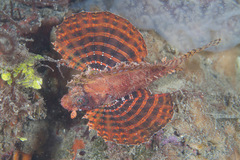 Dendrochirus brachypterus