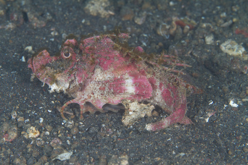 Duivels steenvis (Inimicus didactylus) — Synanceiidae — 2