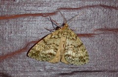 Pseudocoremia indistincta