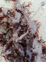Prionitis lanceolata
