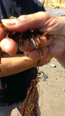 Sargassum horneri