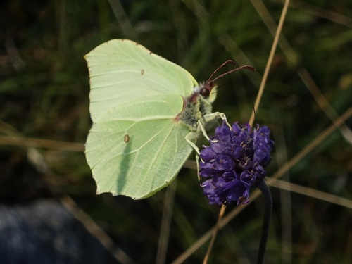 Common brimstone