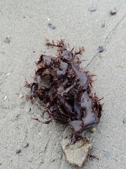 Prionitis lanceolata