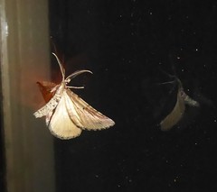 Pseudocoremia indistincta