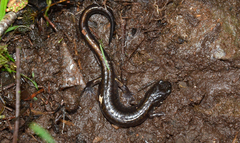 Plethodon dunni