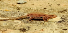 Uta stansburiana uniformis