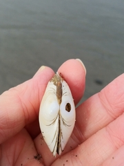 Macoma inquinata