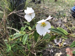 Dalechampia schippii