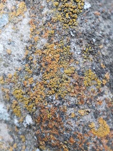 svietivcovité (Candelariaceae)