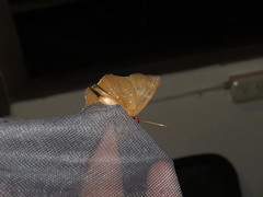 Dyscophellus porcius