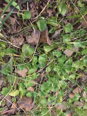 Dichondra donelliana