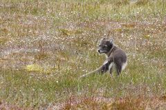 Vulpes lagopus lagopus