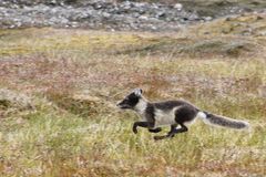Vulpes lagopus lagopus