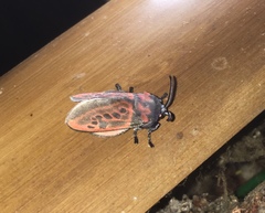 Edebessa nigropuncta