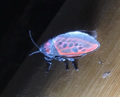 Edebessa nigropuncta