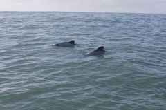 Cephalorhynchus hectori