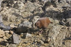 Gallirallus australis scotti