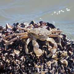 Cyrtograpsus angulatus