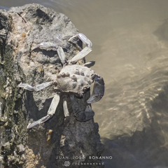 Cyrtograpsus angulatus