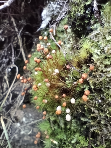 Image of Bartramia ithyphylla by no rights reserved