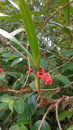 Maxillaria fulgens, photograph 2