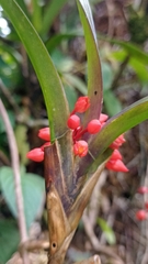 Maxillaria fulgens, photograph (c) Criss Acuña, some rights reserved (CC BY)