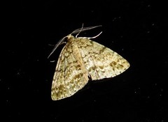 Pseudocoremia indistincta