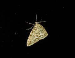 Pseudocoremia indistincta