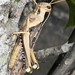 Acanthacris ruficornis ruficornis - Photo (c) Colin Ralston, osa oikeuksista pidätetään (CC BY-NC), lähettänyt Colin Ralston